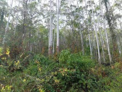 1宗林木资源抵押价格评估报告