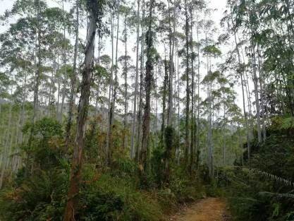 1宗林木资源抵押价格评估报告