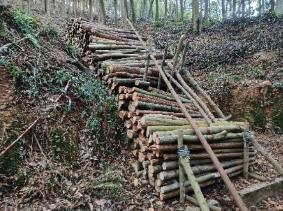 广东省******林场（广东******公园管理处）拟资产处置涉及位于广东省******林场******区的一批木材资产市场价值资产评估报告