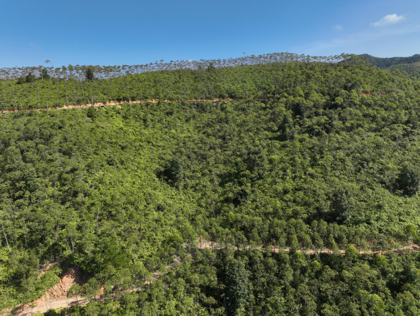 梅州******投资发展有限公司拟资产收购而涉及位于梅州市**县**镇**村的林地经营权及林道资产的市场价值资产评估报告