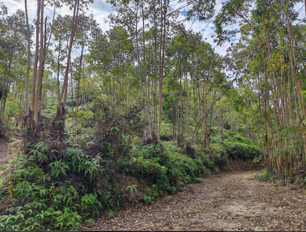 梅州******投资发展有限公司拟资产收购而涉及位于梅州市**县**镇**村的林地经营权及林道资产的市场价值资产评估报告