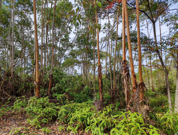 梅州******投资发展有限公司拟资产收购而涉及位于梅州市**县**镇**村的林地经营权及林道资产的市场价值资产评估报告
